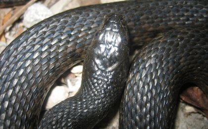Mississippi Green Watersnake (Nerodia cyclopion)