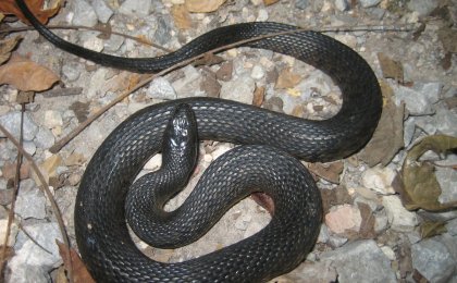 Mississippi Green Watersnake (Nerodia cyclopion)