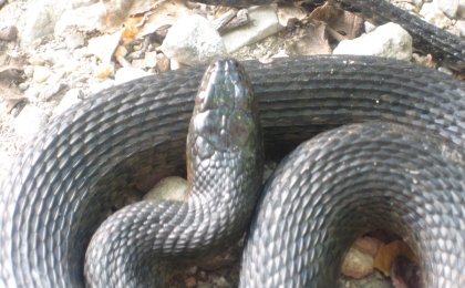 Mississippi Green Watersnake (Nerodia cyclopion)