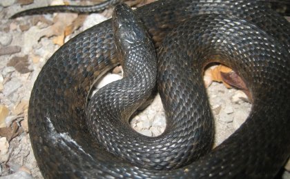 Mississippi Green Watersnake (Nerodia cyclopion)