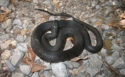 Mississippi Green Watersnake (Nerodia cyclopion)