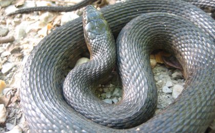 Mississippi Green Watersnake (Nerodia cyclopion)