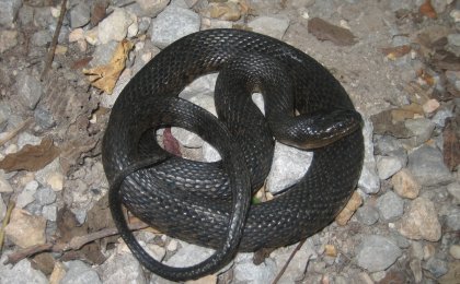 Mississippi Green Watersnake (Nerodia cyclopion)