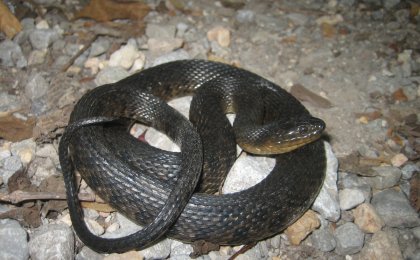 Mississippi Green Watersnake (Nerodia cyclopion)