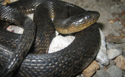 Mississippi Green Watersnake (Nerodia cyclopion)