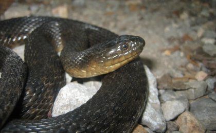Mississippi Green Watersnake (Nerodia cyclopion)