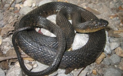 Mississippi Green Watersnake (Nerodia cyclopion)