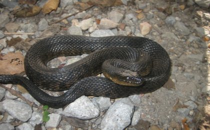 Mississippi Green Watersnake (Nerodia cyclopion)