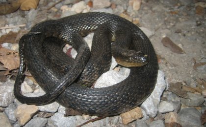 Mississippi Green Watersnake (Nerodia cyclopion)