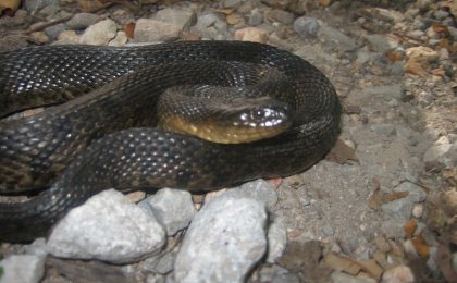 Mississippi Green Watersnake (Nerodia cyclopion)